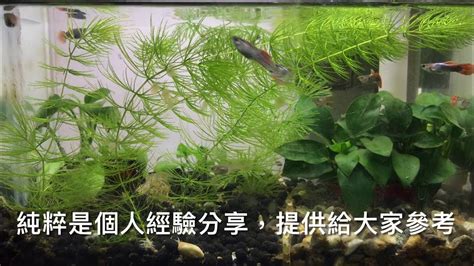 養魚先養水